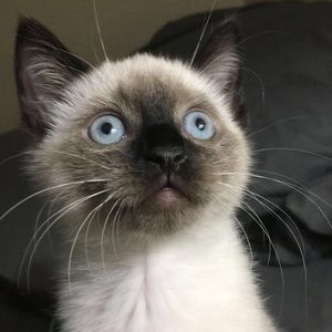 Meet your Posher, Amelie